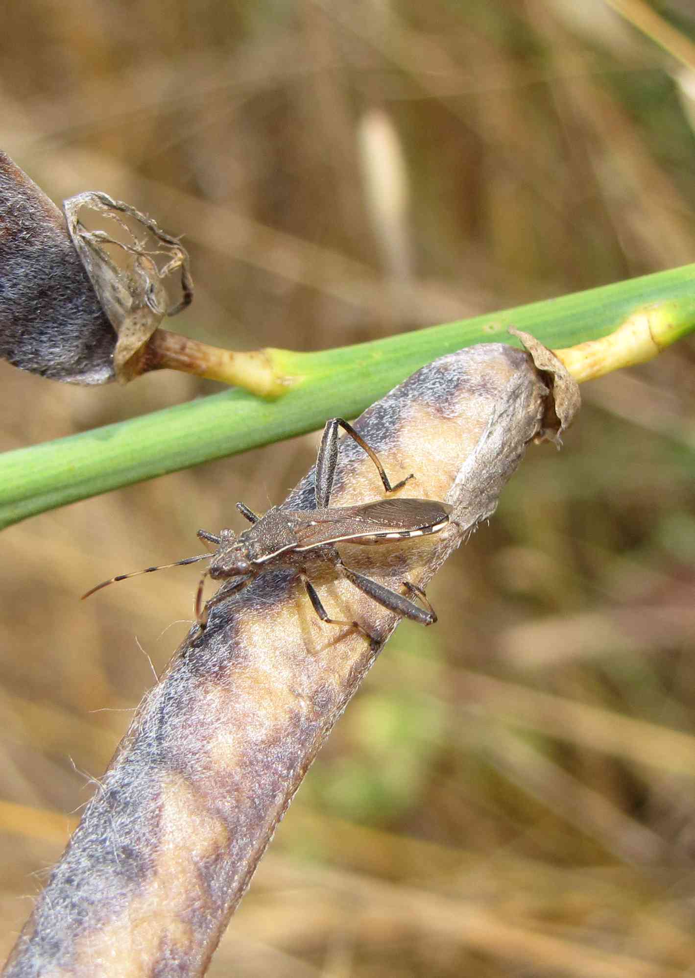 Alydidae di Roma: Camptopus lateralis